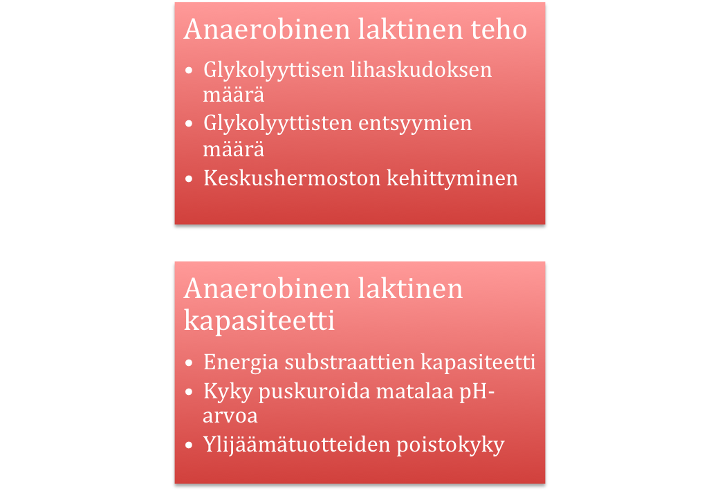 Anaerobisen laktisen adaptaatiot 1