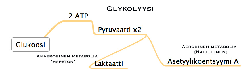 glykolyysi